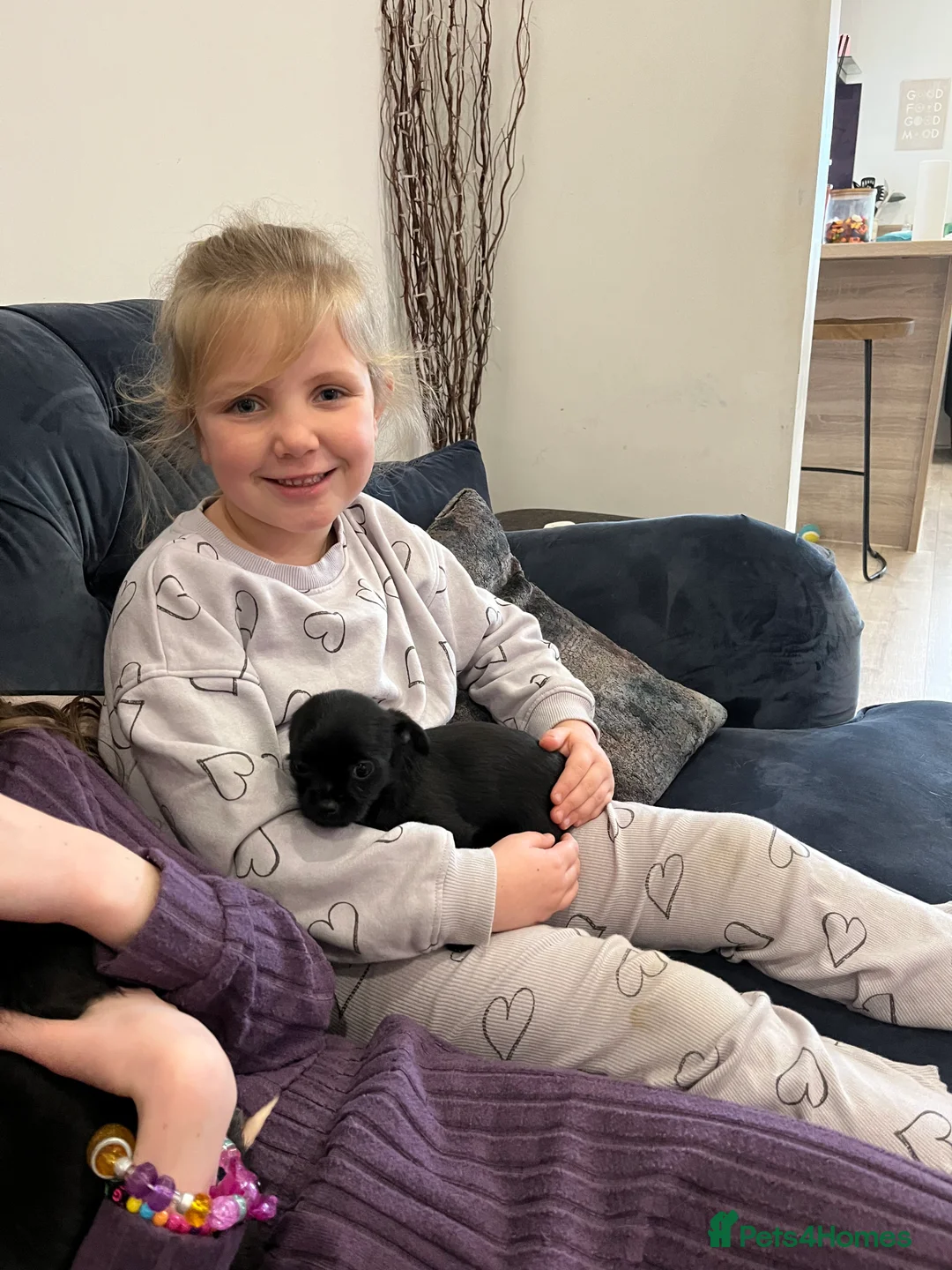 Mixed Breed dogs for sale: Malchi pups available  - Advert 6