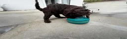 Cockapoo dogs for sale: Stunning Cockapoo Puppies — Homes for Life Only in Banbury - Advert 17