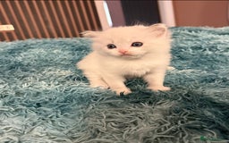 Ragdoll cats for sale: Ragdoll Kitten Boy - Image 5