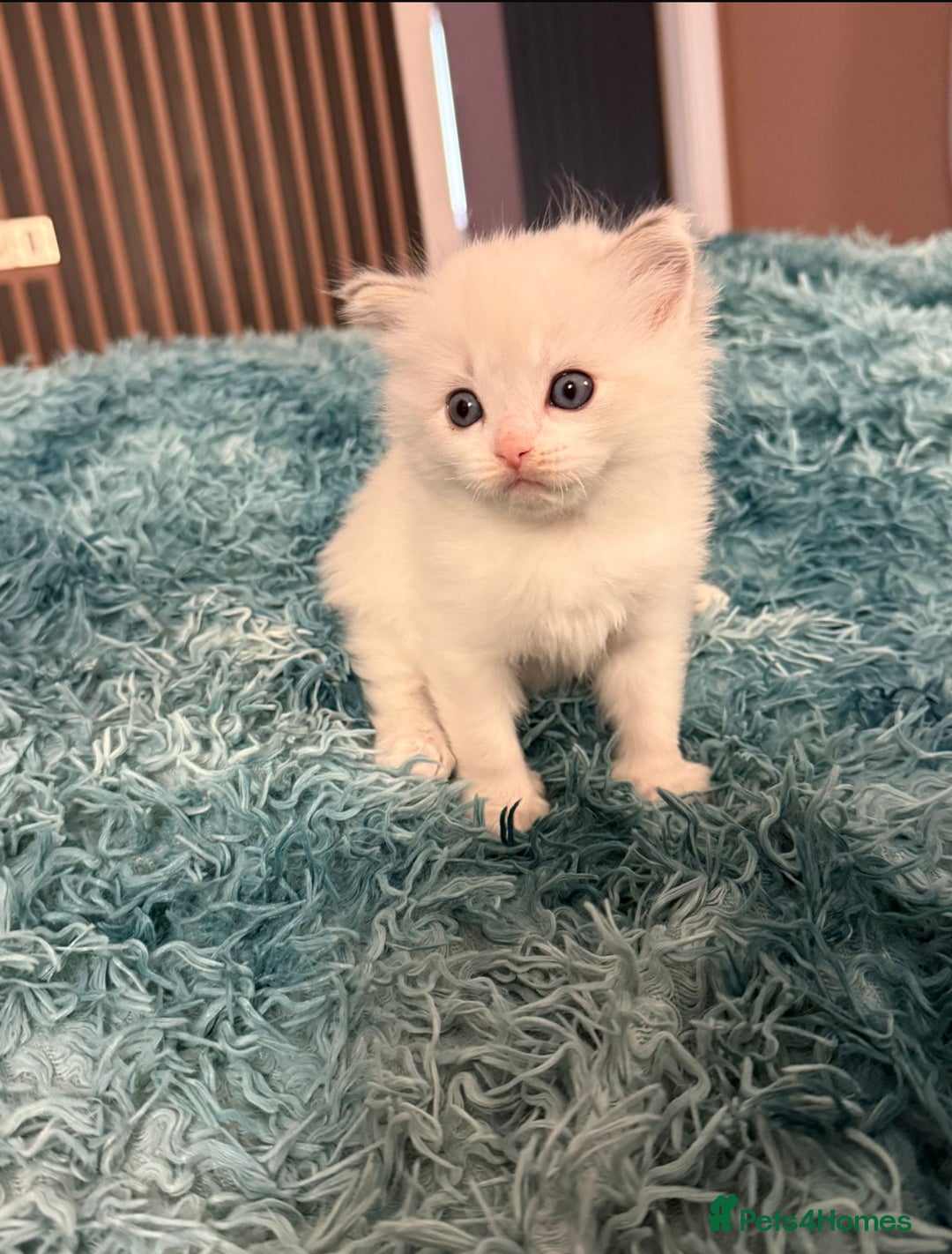 Ragdoll cats for sale: Ragdoll Kitten Boy - Image 5