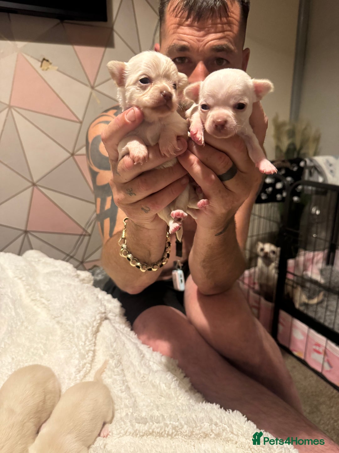 Chihuahua dogs for sale: Double chocolate platinum baby’s  - Image 35