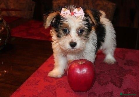 Yorkshire Terrier dogs for sale: Little girl looking for new home - Advert 4
