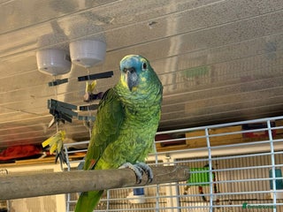 Parrots birds Blue Fronted Amazon Parrot - Advert 1