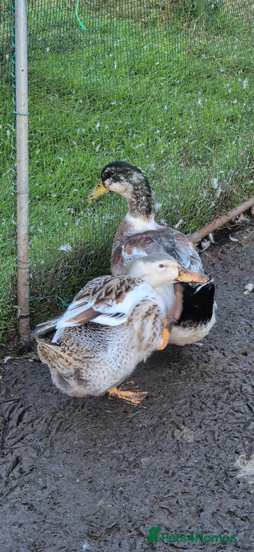 Ducks poultry for sale: Large Silver Appleyard hatching eggs - Advert 4
