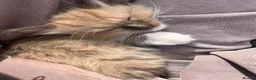 Ragdoll cats for sale: Ragdoll Kittens 🏆 Champ bloodlines  - Advert 3