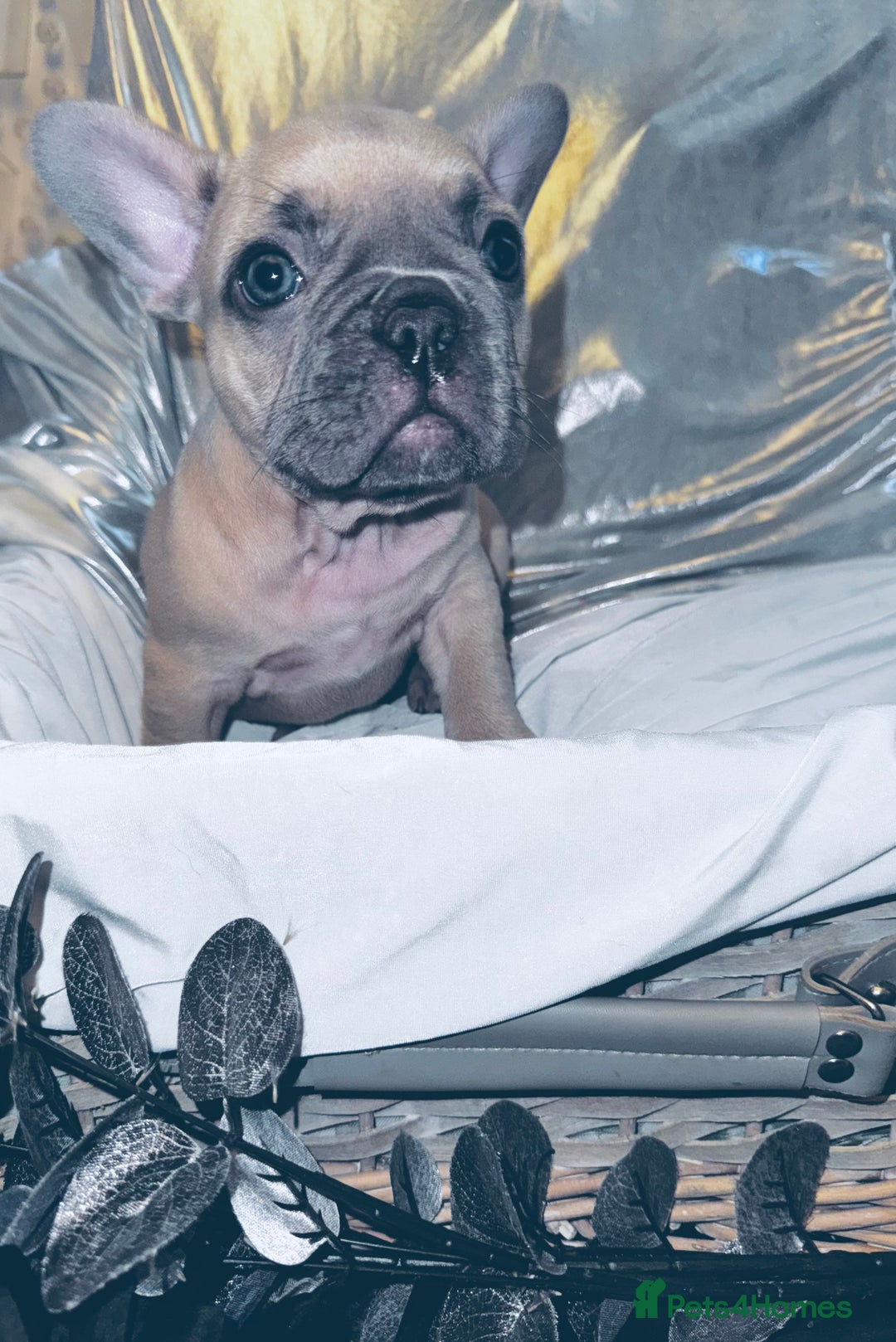 French Bulldog dogs for sale: French Bulldogs  - Image 11