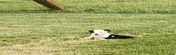 Border Collie dogs for sale: Beautiful border collie bitch pup  - Advert 3