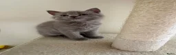 Russian Blue cats for sale: Beautiful Russian Blue/British Shorthair Kittens  in Wimborne - Advert 31