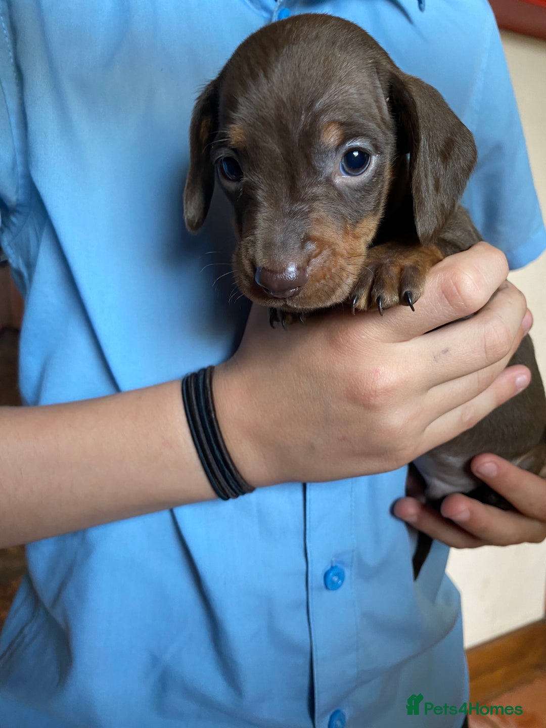 Dachshund dogs for sale: Miniature Dachshund Puppies   - Image 2