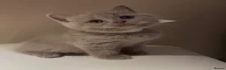 British Shorthair cats for sale: Cute male British shorthair kitten - Advert 3