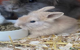Lionhead rabbits for sale: lionheads for sale, ONE LEFT   in Holsworthy - Image 6