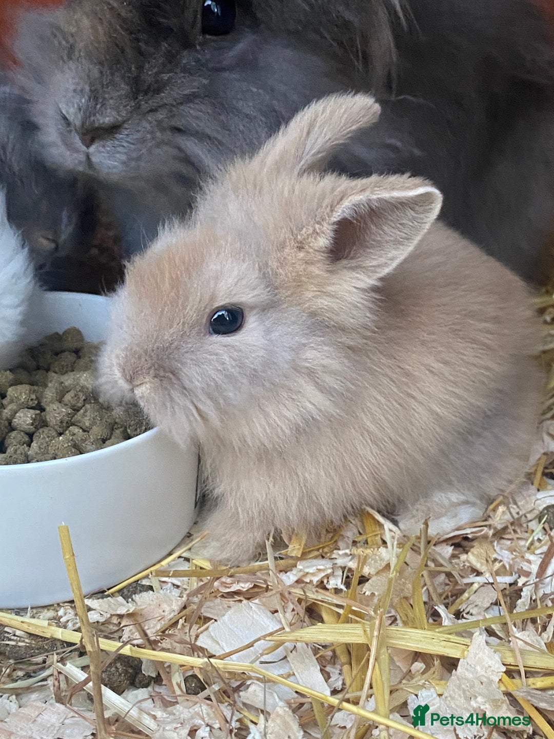 Lionhead rabbits for sale: lionheads for sale, ONE LEFT   in Holsworthy - Image 6