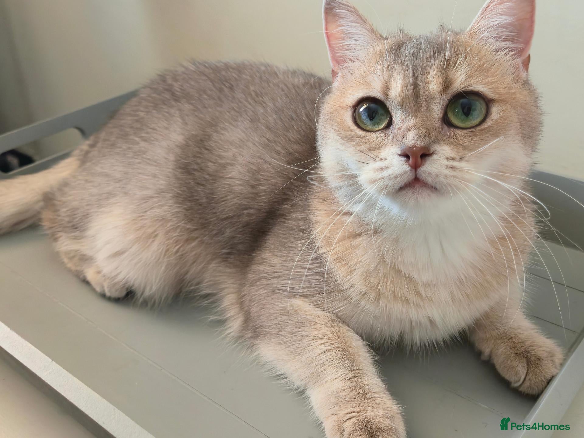 British Shorthair cats TICA Black Golden Shaded/Bicolor BSH Girl💚 - Advert 4