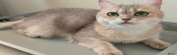 British Shorthair cats for sale: TICA Black Golden Shaded/Bicolor BSH Girl💚 - Advert 1