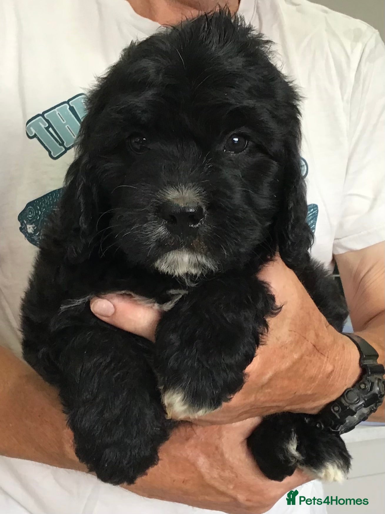 Saint Berdoodle dogs REDUCED AS READY..St Bernadoodle pups - Advert 2