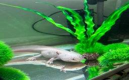 Axolotl reptiles for sale: Axolotol full set up - Image 2
