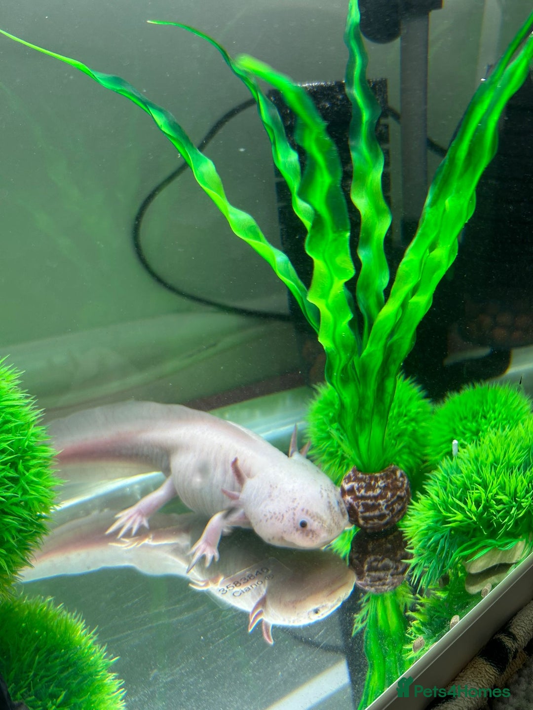Axolotl reptiles for sale: Axolotol full set up - Image 2