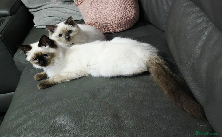 Ragdoll cats for sale - Advert 2