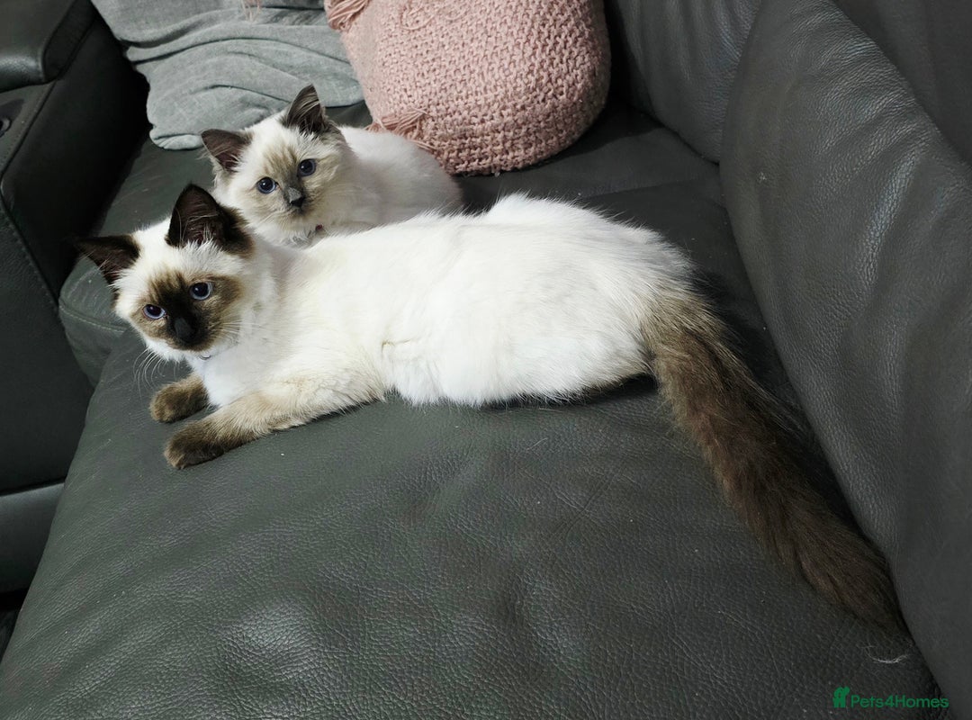 Ragdoll cats for sale: 1 boy/ 1 girl Ready to go - Image 1
