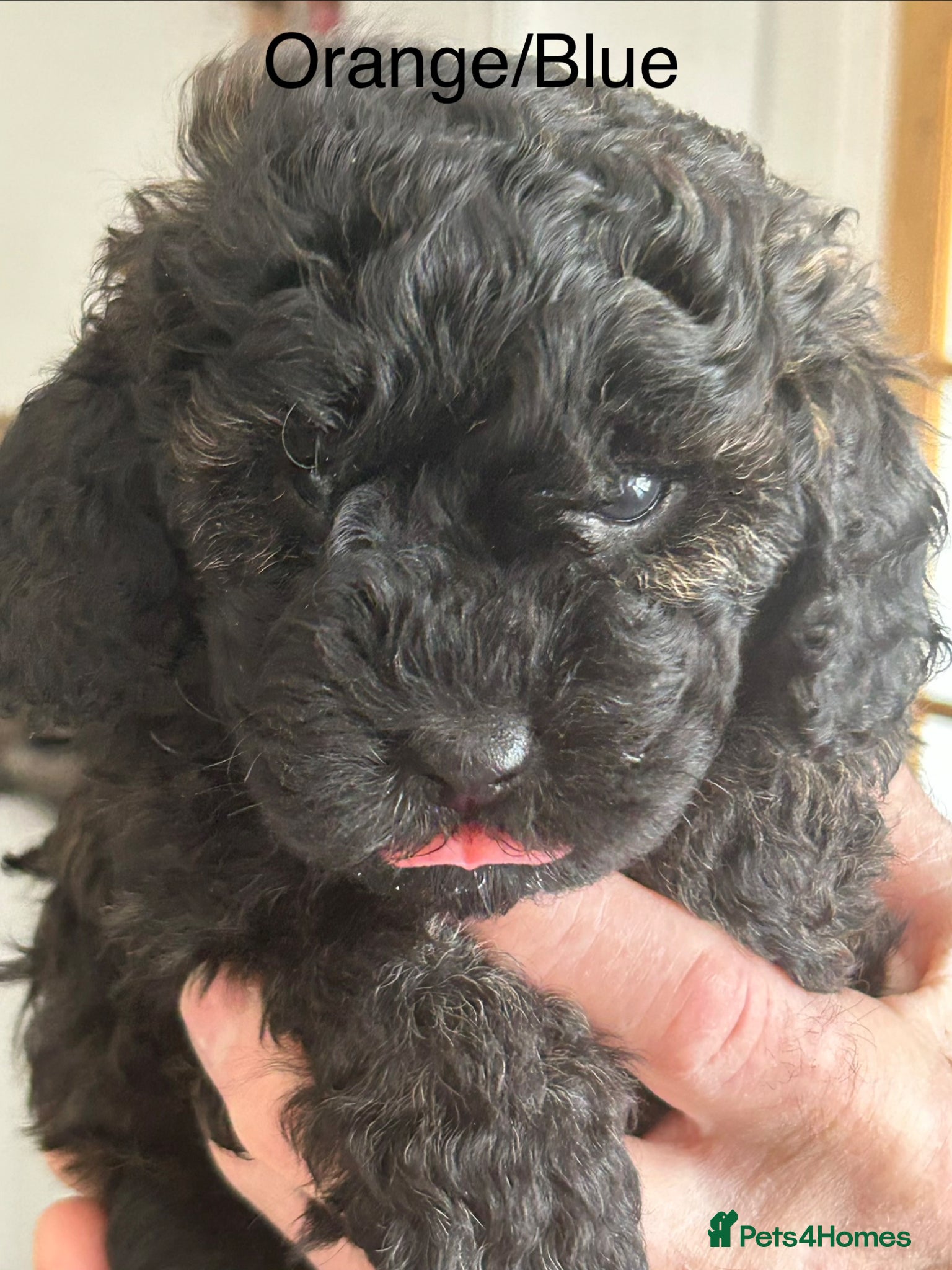 Mini Goldendoodle dogs  Gorgeous GOLDENDOODLES F1b  - Advert 1