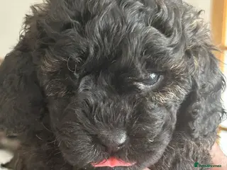 Mini Goldendoodle dogs Gorgeous GOLDENDOODLES F1b - Advert 1