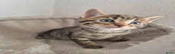 Mixed Breed cats for sale: 4 Handsome Boy Kittens Ready for New Adventures!  - Advert 13