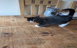 Mixed Breed cats for sale: 7 kittens ready for their forever home - Image 6