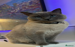 British Shorthair cats for sale: British shorthair x ragdoll - Image 6