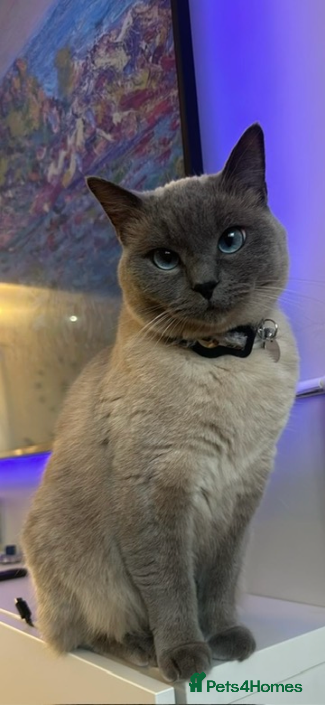 British Shorthair cats for sale: British shorthair x ragdoll - Image 6