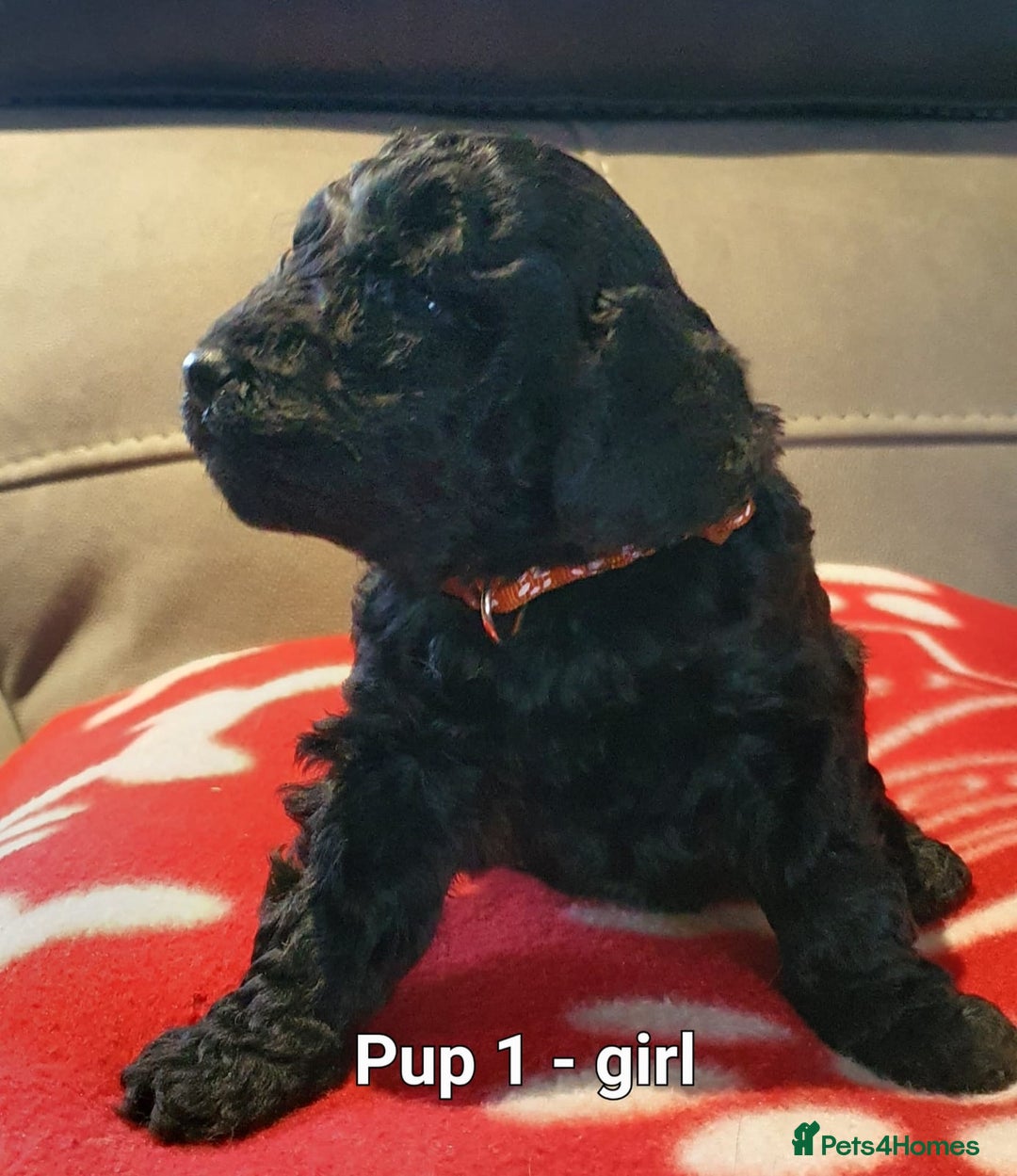 Labradoodle dogs for sale: F1B Miniature Labradoodles - Advert 14