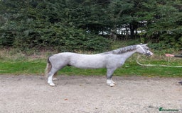 Welsh Section A horses for sale: Reg. Welsh section A yearling colt  - Image 2