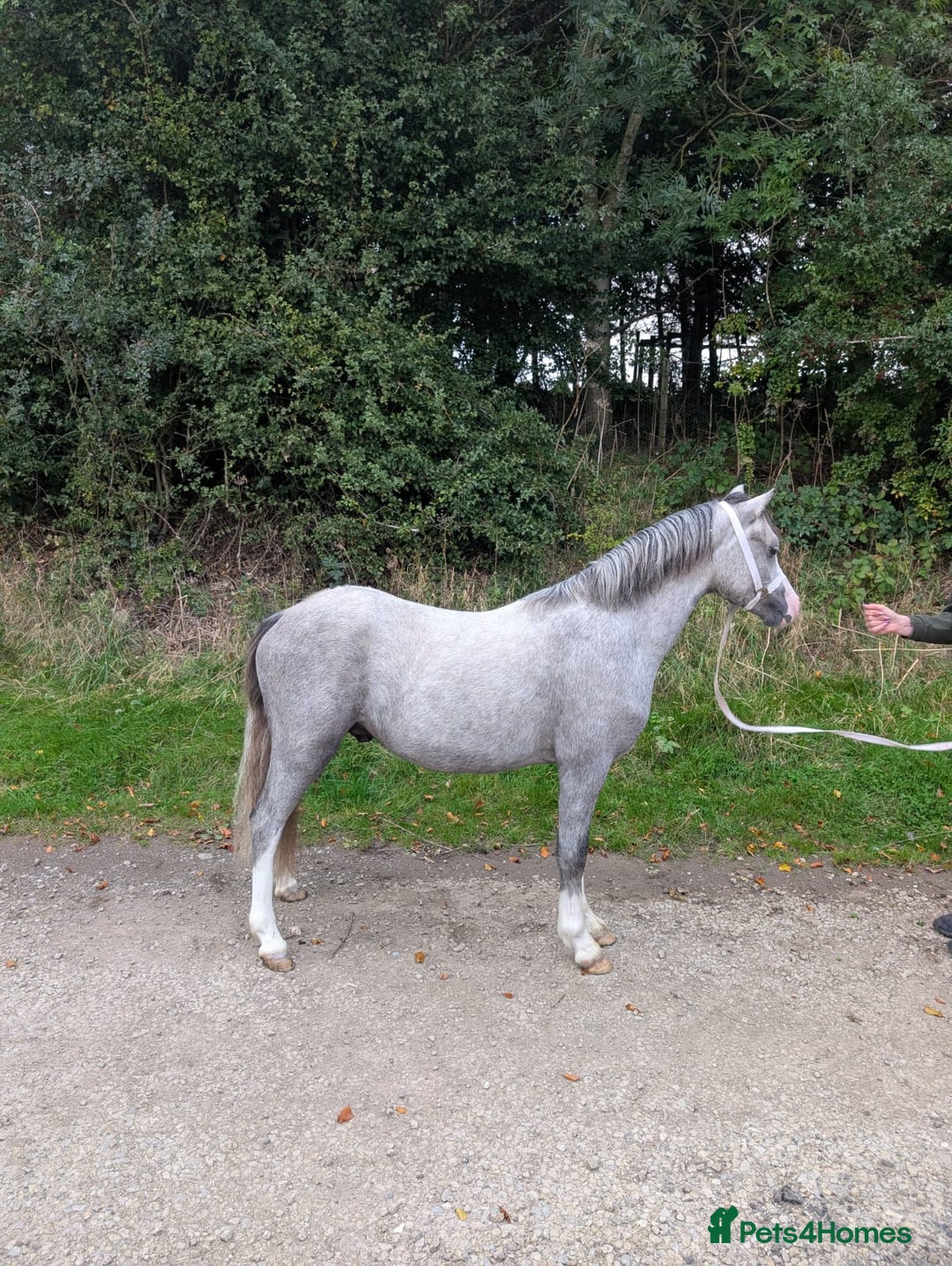 Welsh Section A horses for sale: Reg. Welsh section A yearling colt  - Image 2