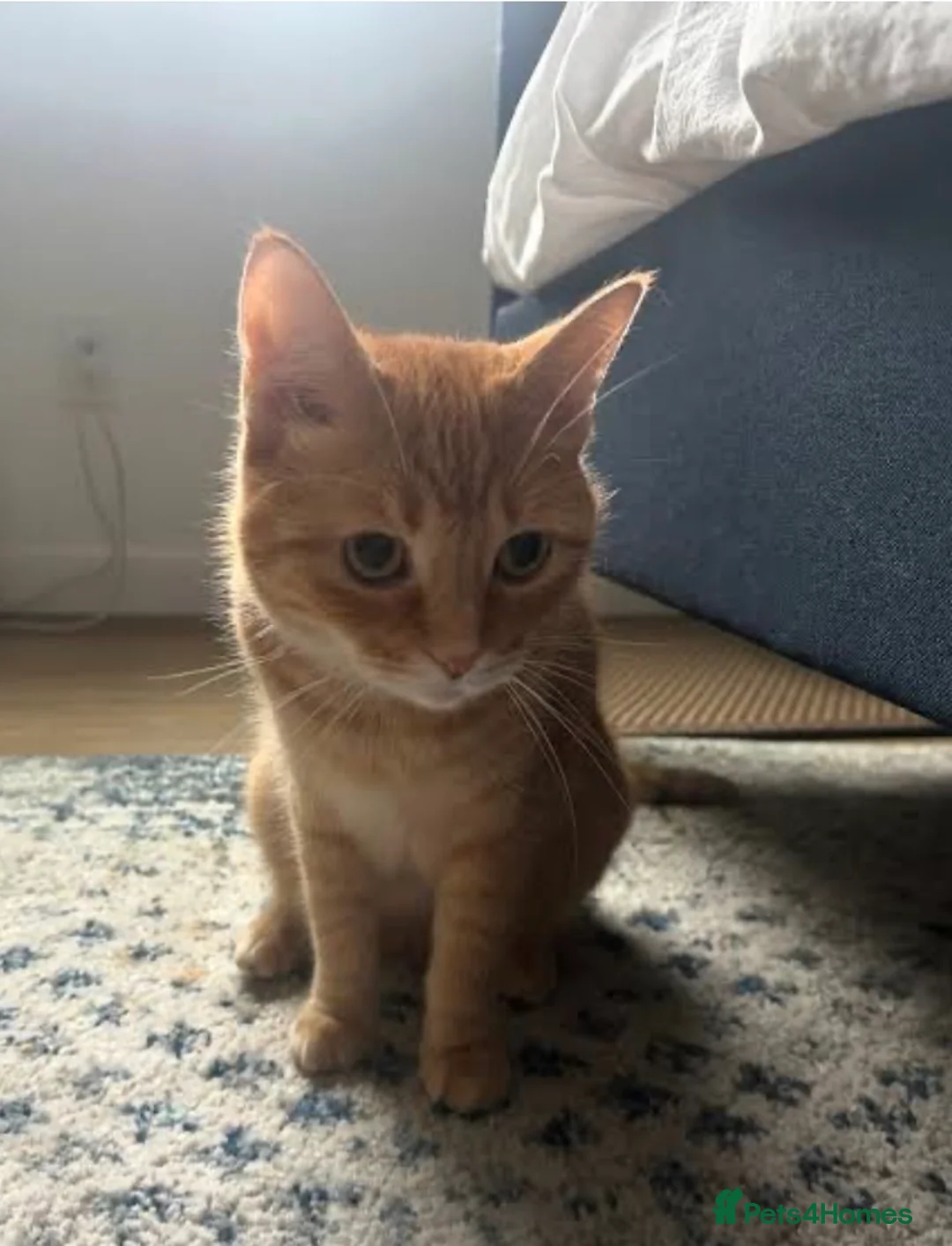 Mixed Breed cats for sale: 3 adorable kittens awaiting for their new homes - Advert 10