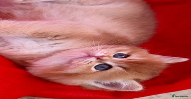 British Shorthair cats - Advert 8