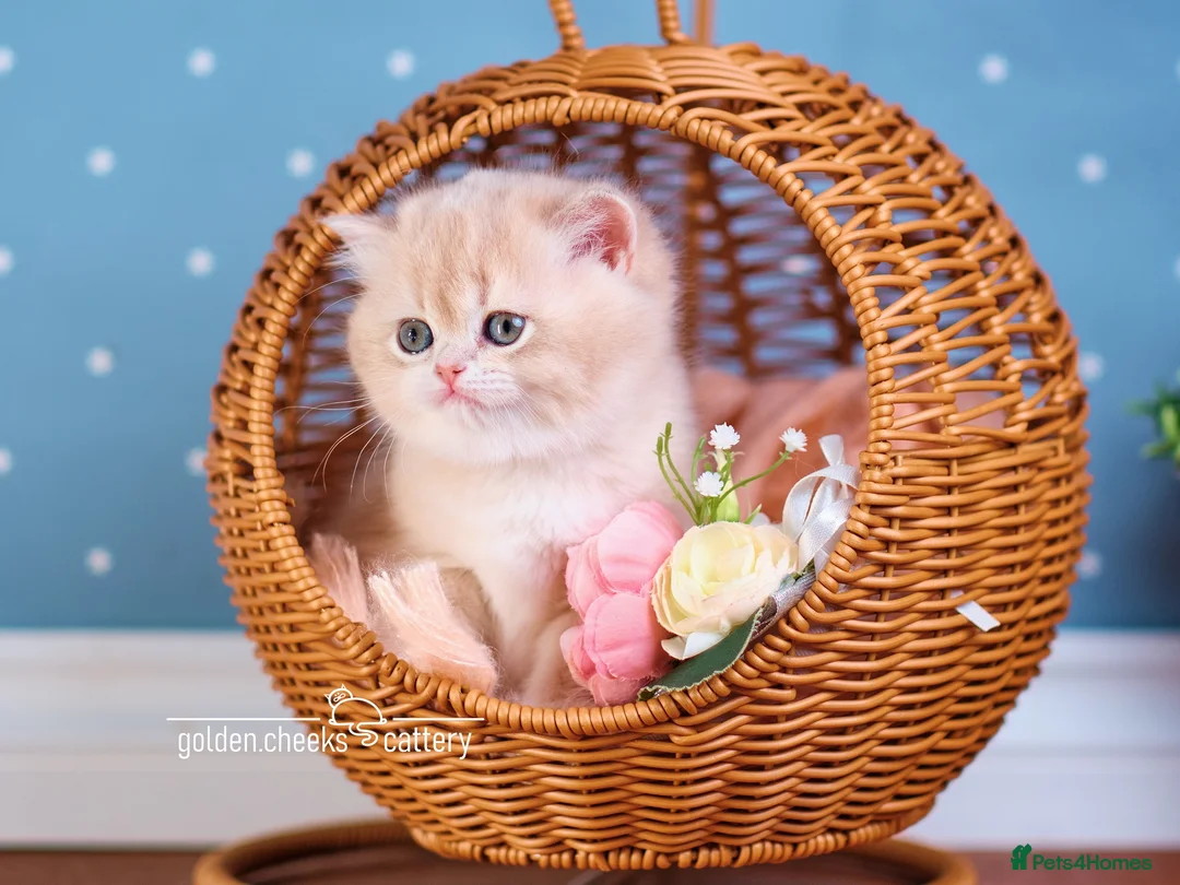 British Shorthair cats for sale: British Shorthair & Longhair Kittens - Advert 5