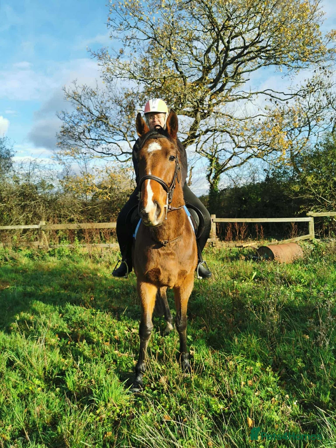 English Thoroughbred horses for sale: For Sale: 16hh 5-year-old Thoroughbred gelding - Advert 1