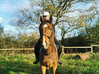 English Thoroughbred horses For Sale: 16hh 5-year-old Thoroughbred gelding - Advert 1