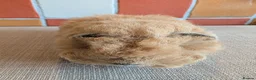 Guinea Pig rodents for sale: Gorgeous alpaca boys looking for their 5* home - Advert 2