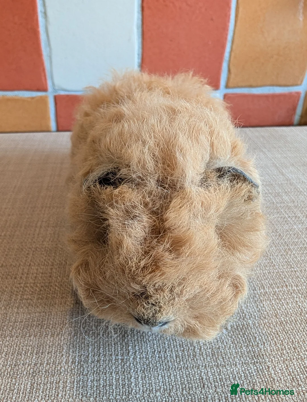 Guinea Pig rodents for sale: Gorgeous alpaca boys looking for their 5* home - Advert 2