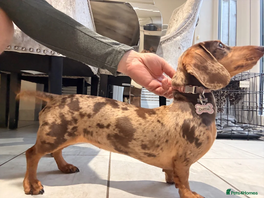 Miniature Dachshund dogs for sale: 💔LOVING HOME WANTED FOR 2 MINIATURE DACHSHUNDS 💔 in Doncaster - Advert 2