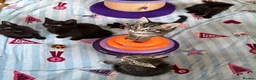 Mixed Breed cats for sale: Kittens for sale  - Advert 22