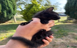 British Shorthair cats for sale: £40 Female British shorthair kitten must go today - Image 3