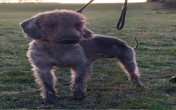 Mixed Breed dogs for sale: F1 whippet x bedlington  - Image 12