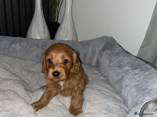 Cockapoo dogs F1 Cockapoo Puppies - Advert 9