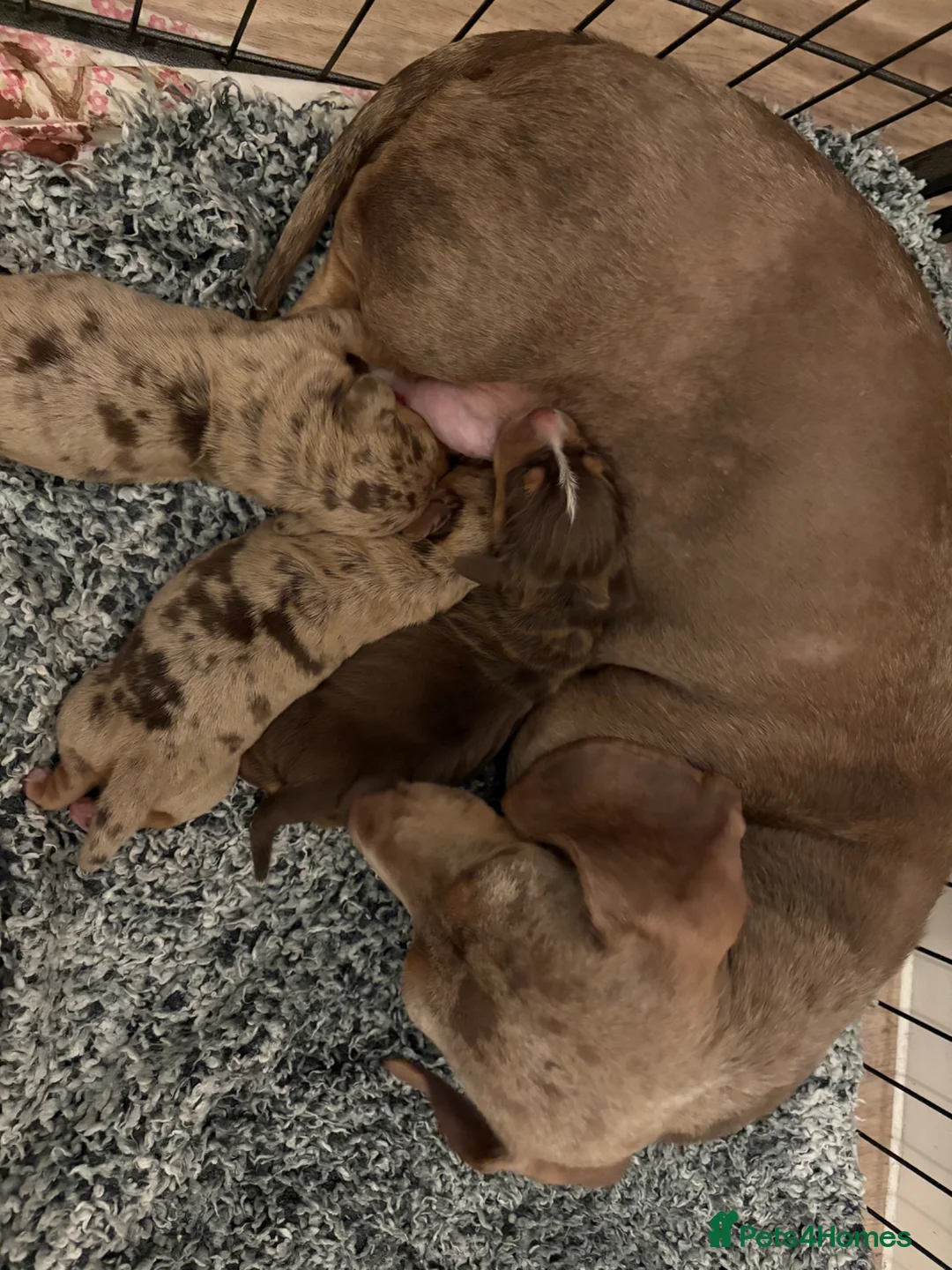 Miniature Dachshund dogs for sale: Mini Dachshund  - Advert 2