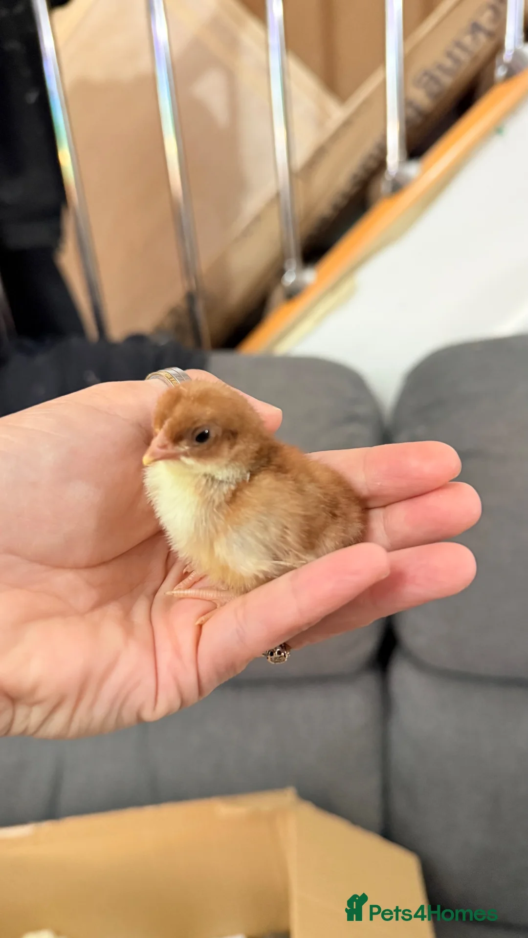 Chickens poultry for sale: Serama Chicks  - Advert 2