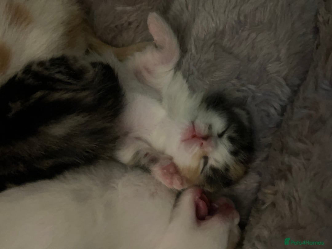 Mixed Breed cats for sale: Mixed breed kittens loving for their forever home - Advert 34