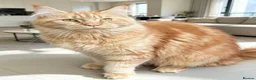 Maine Coon cats for sale: Ginger Maine Coon Female - Advert 4