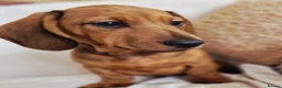 Miniature Dachshund dogs for sale: Beautiful miniature dachshund puppies - Advert 6