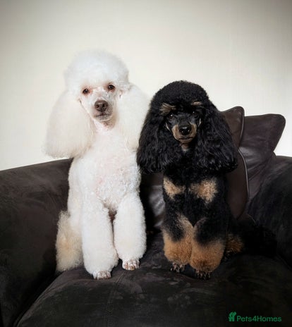 Poodle dogs in Bolton - Advert 13
